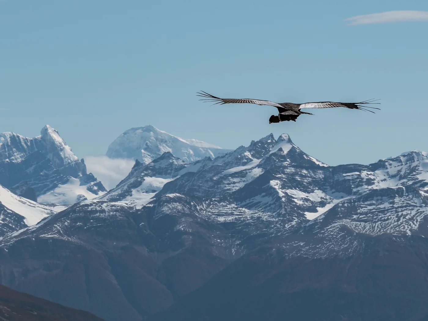 An Andean condor soaring over snow-capped Patagonian peaks